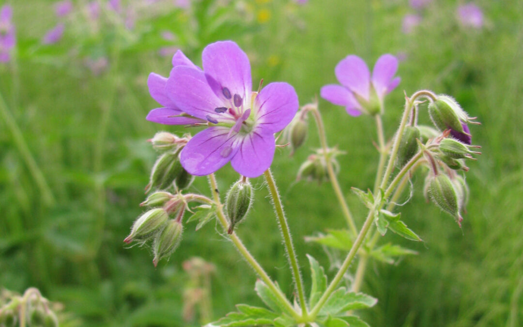 De vilda blommornas dag