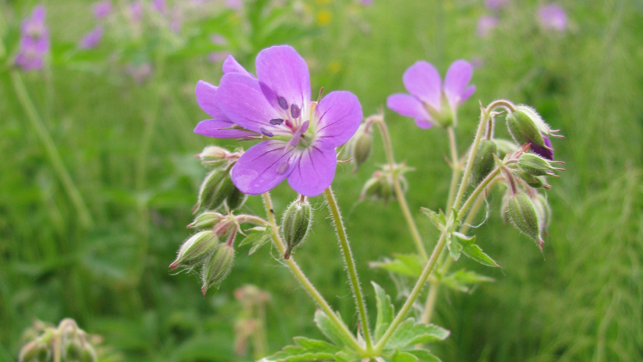 midsommarblomster
